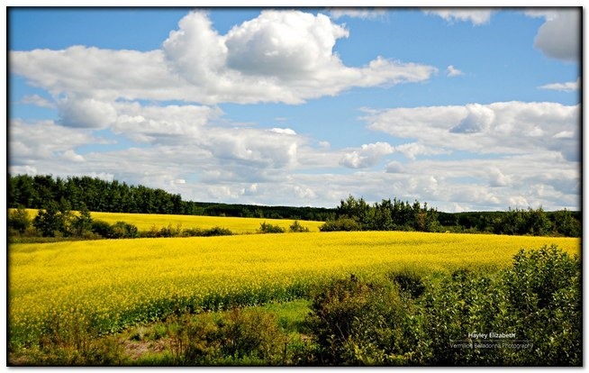 3_hayleyelizabeth_manitoba_field
