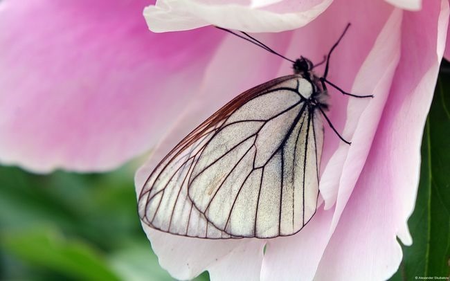 6_alexanderskubakov-butterfly 6_alexanderskubakov-butterfly