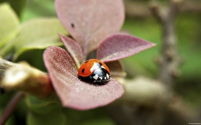 8_vishalramawat-ladybug3 8_vishalramawat-ladybug3