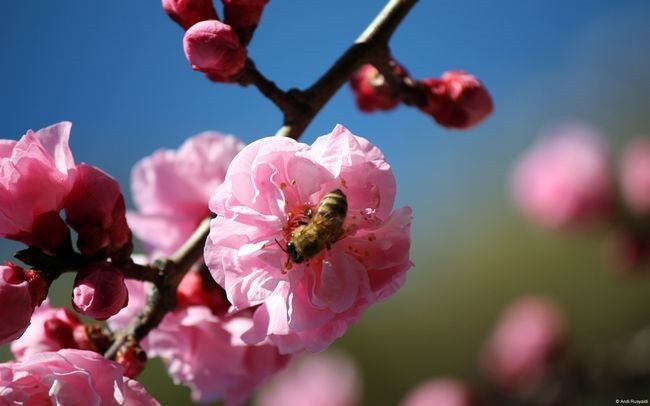 7_andirusyaidi-honeybee2 7_andirusyaidi-honeybee2