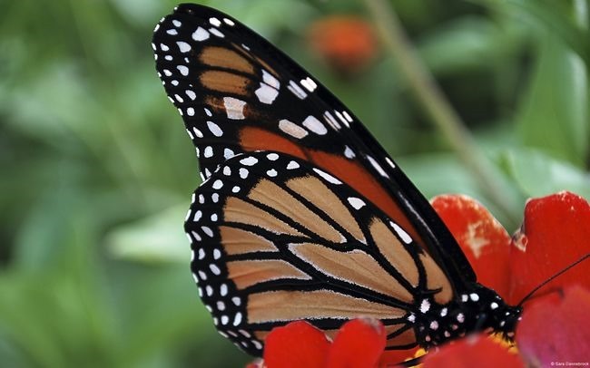 2_saradannebrock-monarchzinnia_ts 2_saradannebrock-monarchzinnia_ts