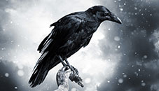 Ravens and Crows