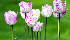 Lovely Tulips