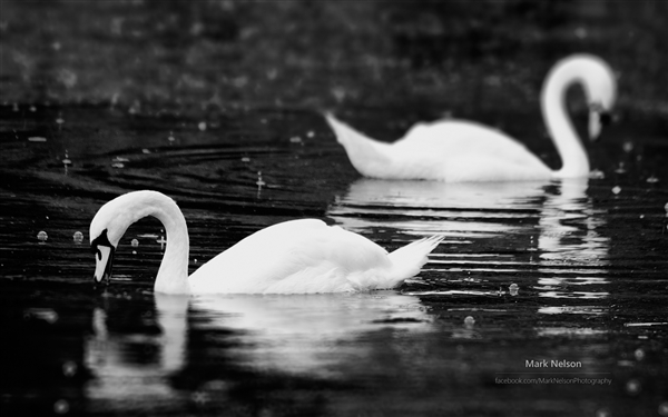 单色心情(Mark Nelson) win8e.com