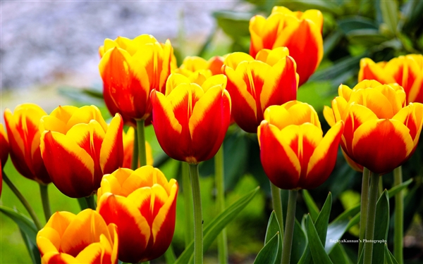 《美丽的郁金香》Lovely Tulips，win8e.com