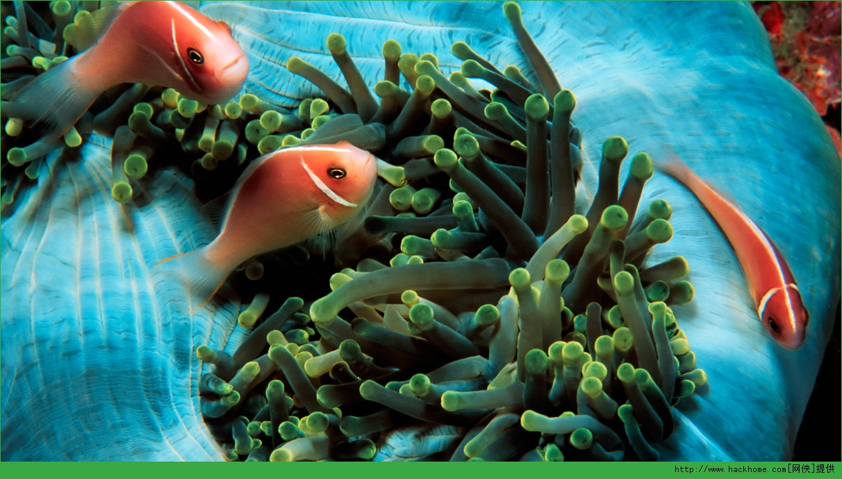 win10热带鱼主题包图5: