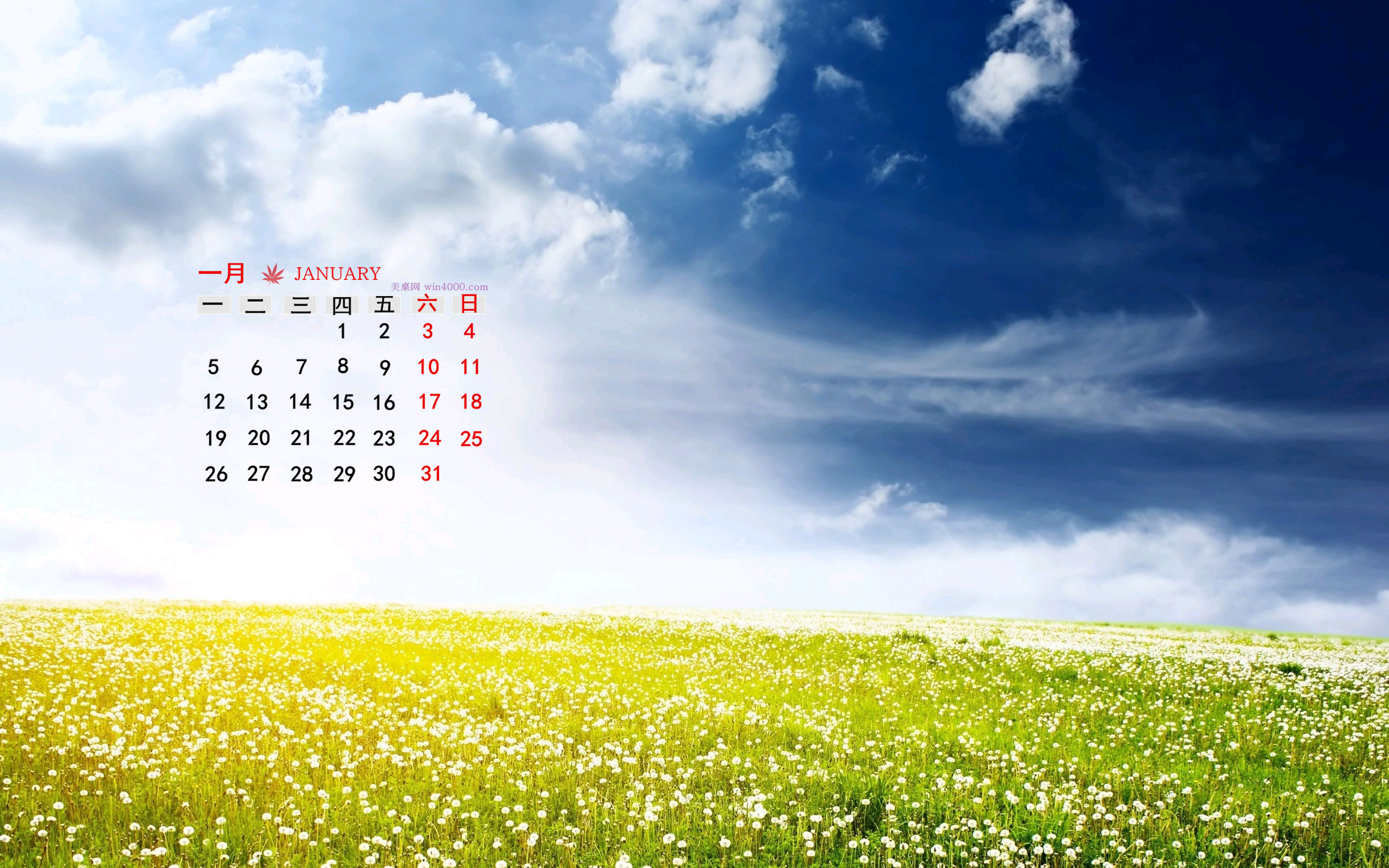 2015年1月日历壁纸清新大自然蓝天白云下的花海素材图片下载