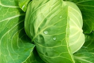 大白菜如何装原版win10