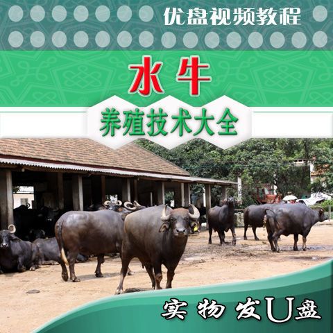 Wenzhou Penang水牛视频教练、Morra水牛养殖、奶牛养殖