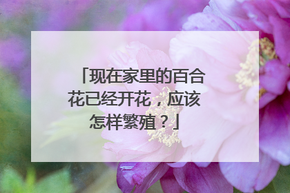 现在家里的百合花已经开花,应该怎样繁殖?