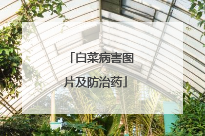 白菜病害图片及防治药