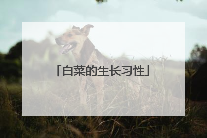 白菜的生长习性