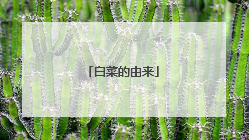 白菜的由来