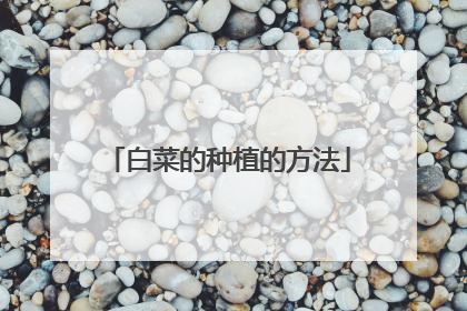 白菜的种植的方法
