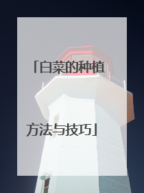 白菜的种植方法与技巧