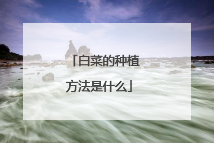 白菜的种植方法是什么