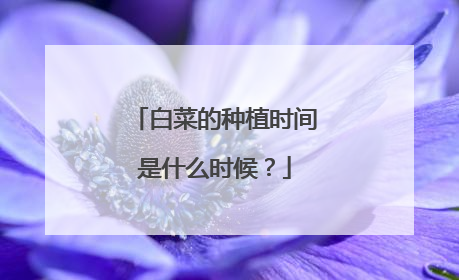 白菜的种植时间是什么时候?