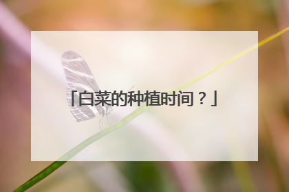 白菜的种植时间?