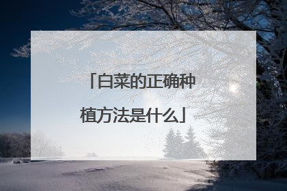 白菜的正确种植方法是什么