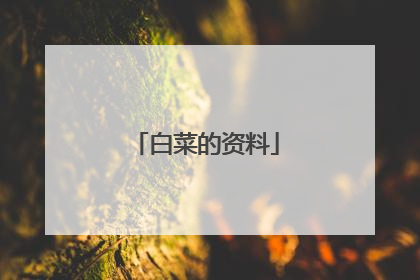 白菜的资料
