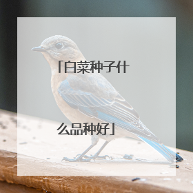 白菜种子什么品种好