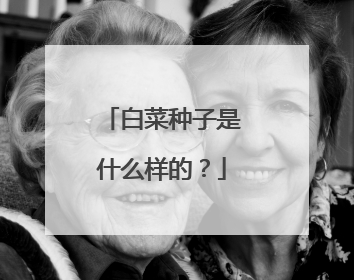 白菜种子是什么样的？