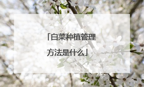 白菜种植管理方法是什么