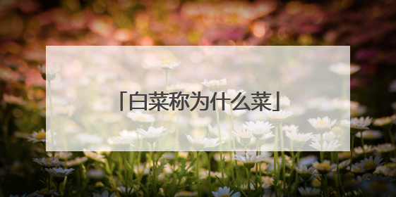 白菜称为什么菜