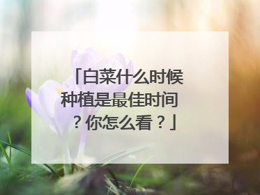 白菜什么时候种植是最佳时间?你怎么看?