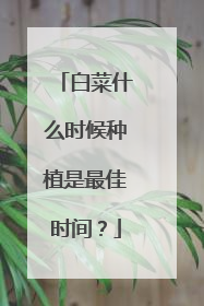 白菜什么时候种植是最佳时间？