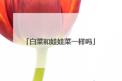 白菜和娃娃菜一样吗