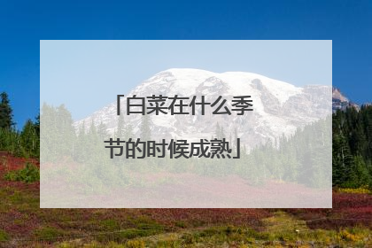 白菜在什么季节的时候成熟