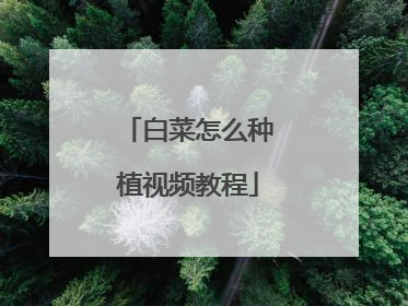 白菜怎么种植视频教程
