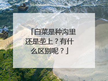 白菜是种沟里还是垄上?有什么区别呢?