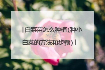 白菜苗怎么种植(种小白菜的方法和步骤)