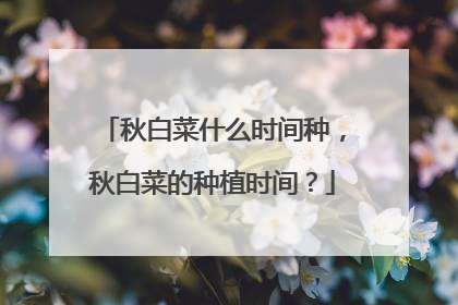 秋白菜什么时间种,秋白菜的种植时间?