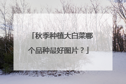 秋季种植大白菜哪个品种最好图片？