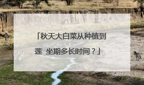 秋天大白菜从种植到莲 坐期多长时间?