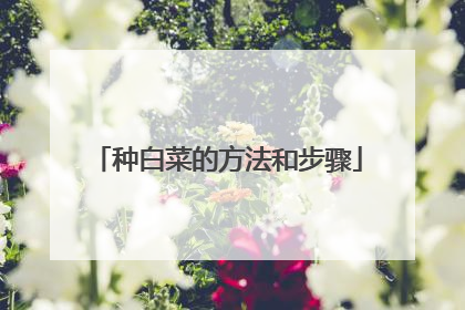 种白菜的方法和步骤
