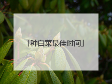 种白菜最佳时间