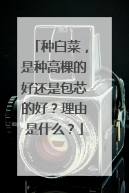 种白菜，是种高棵的好还是包芯的好？理由是什么？