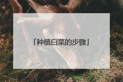 种植白菜的步骤