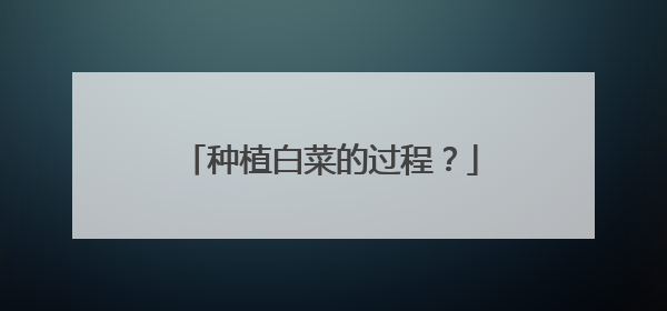种植白菜的过程?