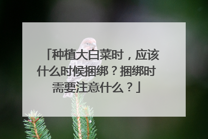 种植大白菜时，应该什么时候捆绑？捆绑时需要注意什么？