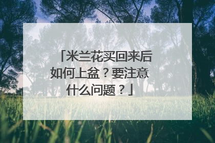 米兰花买回来后如何上盆?要注意什么问题?