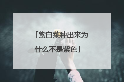 紫白菜种出来为什么不是紫色