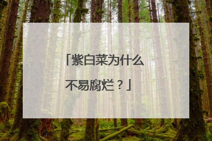 紫白菜为什么不易腐烂?