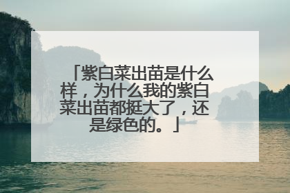 紫白菜出苗是什么样,为什么我的紫白菜出苗都挺大了,还是绿色的。