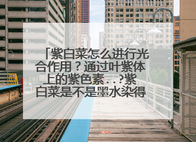 紫白菜怎么进行光合作用?通过叶紫体上的紫色素..?紫白菜是不是墨水染得= =?