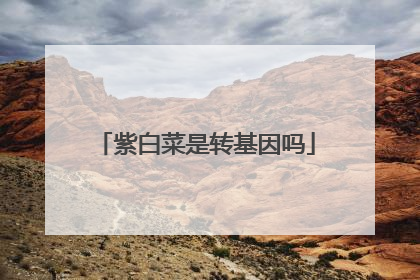 紫白菜是转基因吗